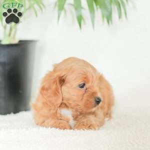 Marley, Havapoo Puppy