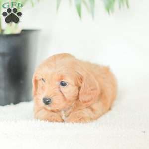 Marley, Havapoo Puppy