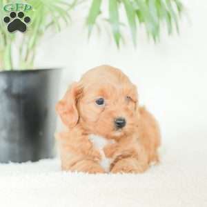 Marley, Havapoo Puppy