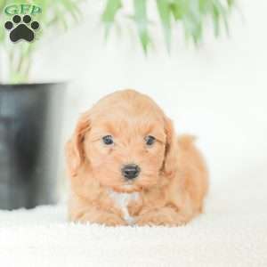 Marley, Havapoo Puppy