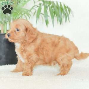 Marley, Havapoo Puppy