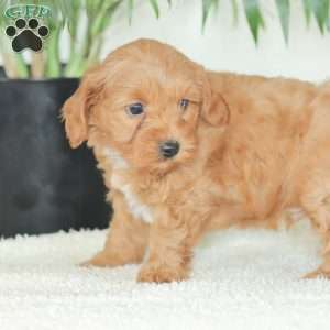 Marley, Havapoo Puppy