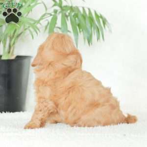 Marley, Havapoo Puppy