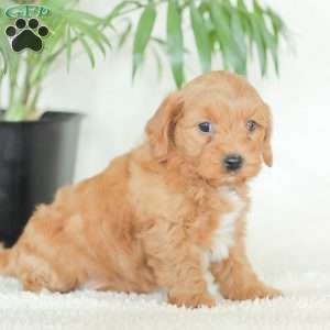 Marley, Havapoo Puppy