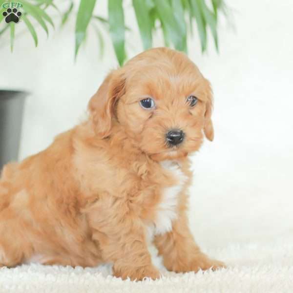 Marley, Havapoo Puppy