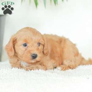 Marley, Havapoo Puppy