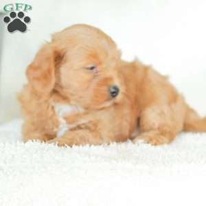 Marley, Havapoo Puppy