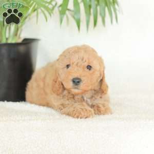 Marlena, Havapoo Puppy