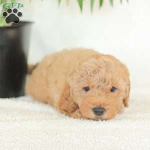 Marlena, Havapoo Puppy