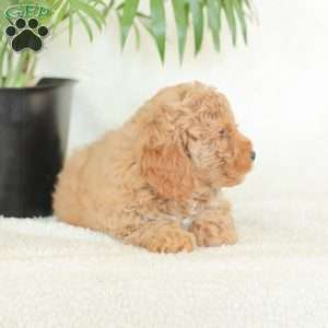 Marlena, Havapoo Puppy