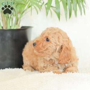 Marlena, Havapoo Puppy