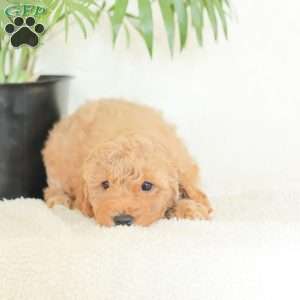 Marlena, Havapoo Puppy