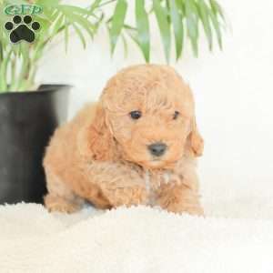 Marlena, Havapoo Puppy