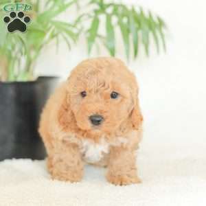 Marlena, Havapoo Puppy