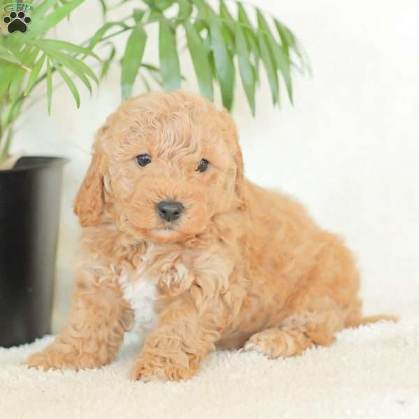 Marlena, Havapoo Puppy