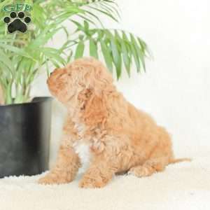 Marlena, Havapoo Puppy