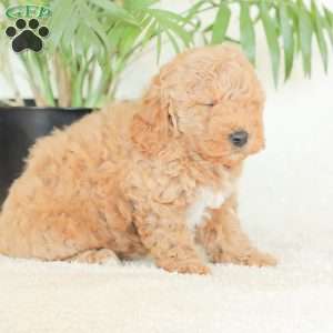 Marlena, Havapoo Puppy