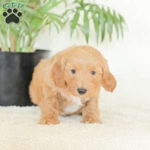 Missy, Havapoo Puppy