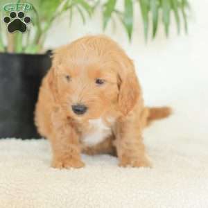 Missy, Havapoo Puppy