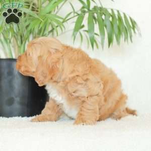 Missy, Havapoo Puppy