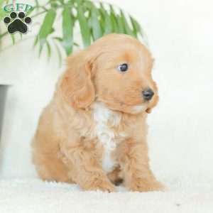 Missy, Havapoo Puppy