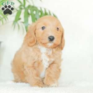 Missy, Havapoo Puppy