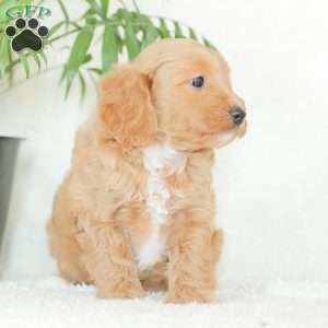 Missy, Havapoo Puppy