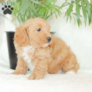 Missy, Havapoo Puppy