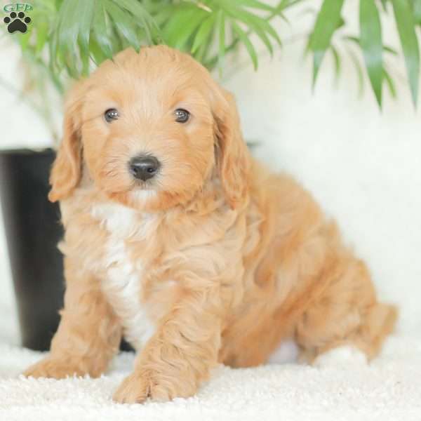 Missy, Havapoo Puppy