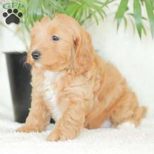 Missy, Havapoo Puppy