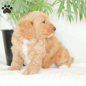 Missy, Havapoo Puppy