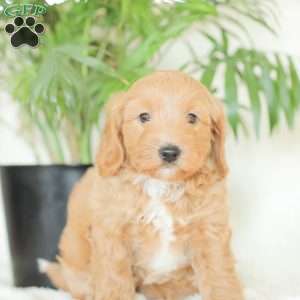 Missy, Havapoo Puppy