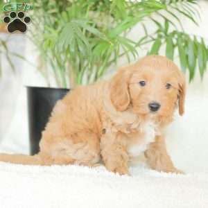 Missy, Havapoo Puppy