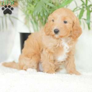 Missy, Havapoo Puppy