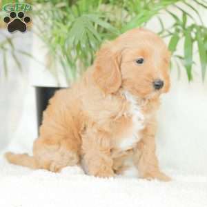 Missy, Havapoo Puppy