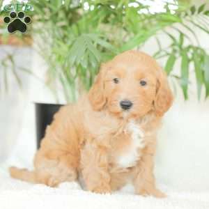 Missy, Havapoo Puppy