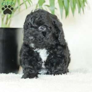 Maverick, Havapoo Puppy