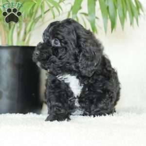 Maverick, Havapoo Puppy