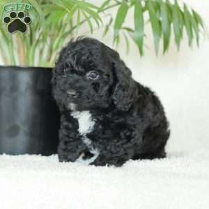 Maverick, Havapoo Puppy