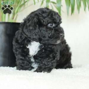 Maverick, Havapoo Puppy