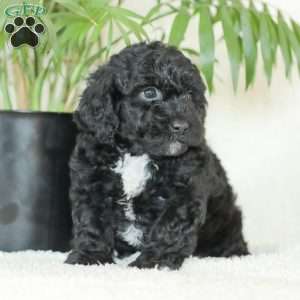 Maverick, Havapoo Puppy