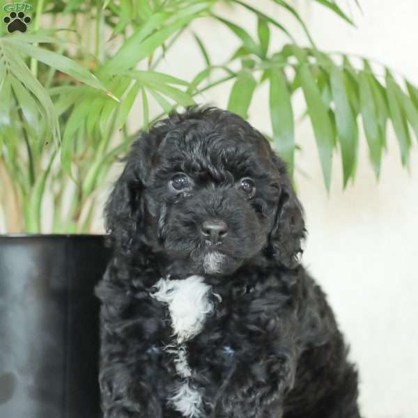 Maverick, Havapoo Puppy