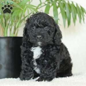 Maverick, Havapoo Puppy