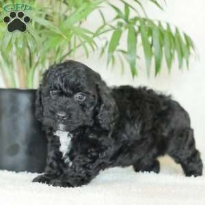 Maverick, Havapoo Puppy