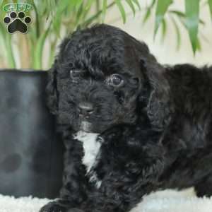 Maverick, Havapoo Puppy