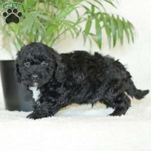 Maverick, Havapoo Puppy