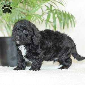 Maverick, Havapoo Puppy