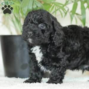 Maverick, Havapoo Puppy