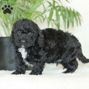 Maverick, Havapoo Puppy