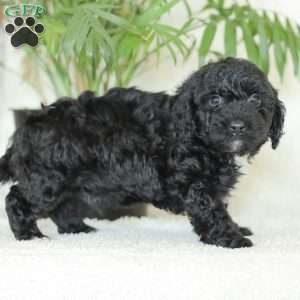 Maverick, Havapoo Puppy